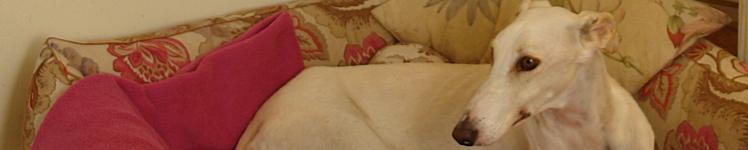 Windhunde Betten