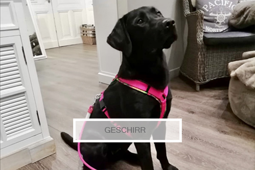 Geschirr