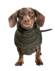 Hundemantel  |  ALASKA  |  OLIVE |  DACKEL
            
