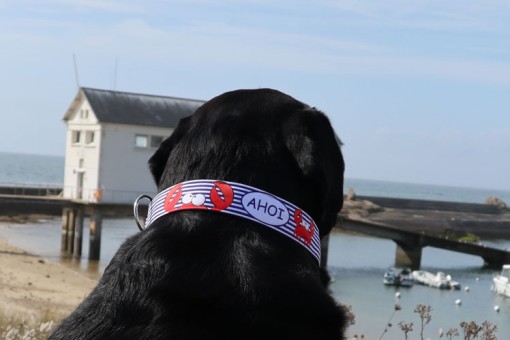 SALTYDOG ® AHOY 