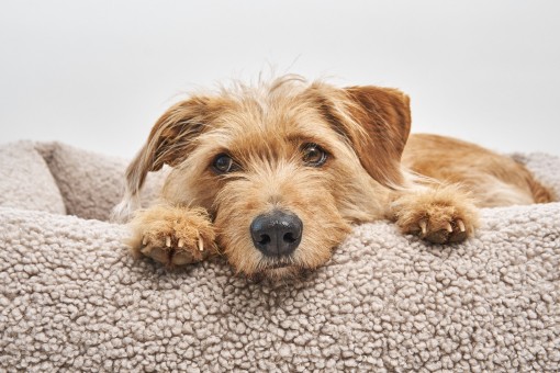 MiaCara Hundebett | Senso | Greige 
