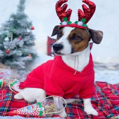 Woofmas Cookies |  Chicken & Tuna 