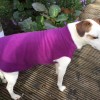 Double Jogger  |  AUBERGINE