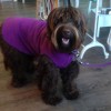 Double Jogger  |  AUBERGINE