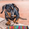 SALTYDOG ® DACKEL LOVE| Limited Edition