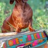 SALTYDOG ® DACKEL LOVE| Limited Edition