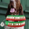 SALTYDOG ® BRACCO ITALIANO | Special Edition