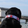 SALTYDOG ® AHOI