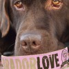 SALTYDOG ® LABRADORLOVE | English ROSE/GOLD