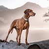 SALTYDOG ® SWISS | Vintage Swiss | RANGER Wood