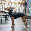Regenjacke |  Dublin  |  Slate  |  Bulldogge