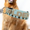SALTYDOG ® GOLDEN RETRIEVER | Hellblau