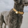 Orbiloc | Sicherheitslicht | GOLD