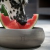 Hundenapf Keramik | Schiefer