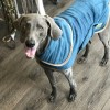 Hundebademantel | Blue/Taupe