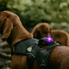 Orbiloc | Sicherheitslicht | Purple Lila