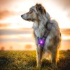 Orbiloc | Sicherheitslicht | Purple Lila
