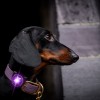 Orbiloc | Sicherheitslicht | Purple Lila