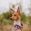 Orbiloc | Sicherheitslicht | Purple Lila