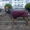 Windhundmantel | Winter | GREYHOUND  Galgo | schwarz