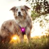 Orbiloc | Sicherheitslicht | Pink