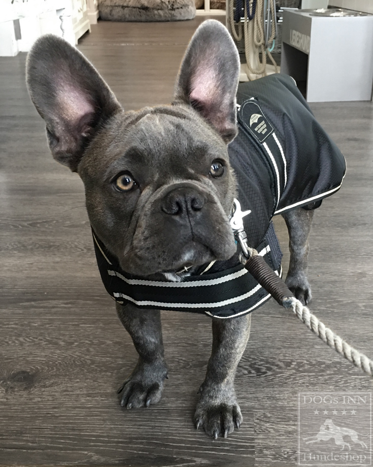 hygge hundebett HYGGEBED: Orthopdisches Hundebett bis XXL  Testsieger & Waschbar   Dogsmopolitan