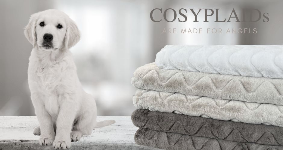 0000  AKTUELL  COSYPLAID Puppy
