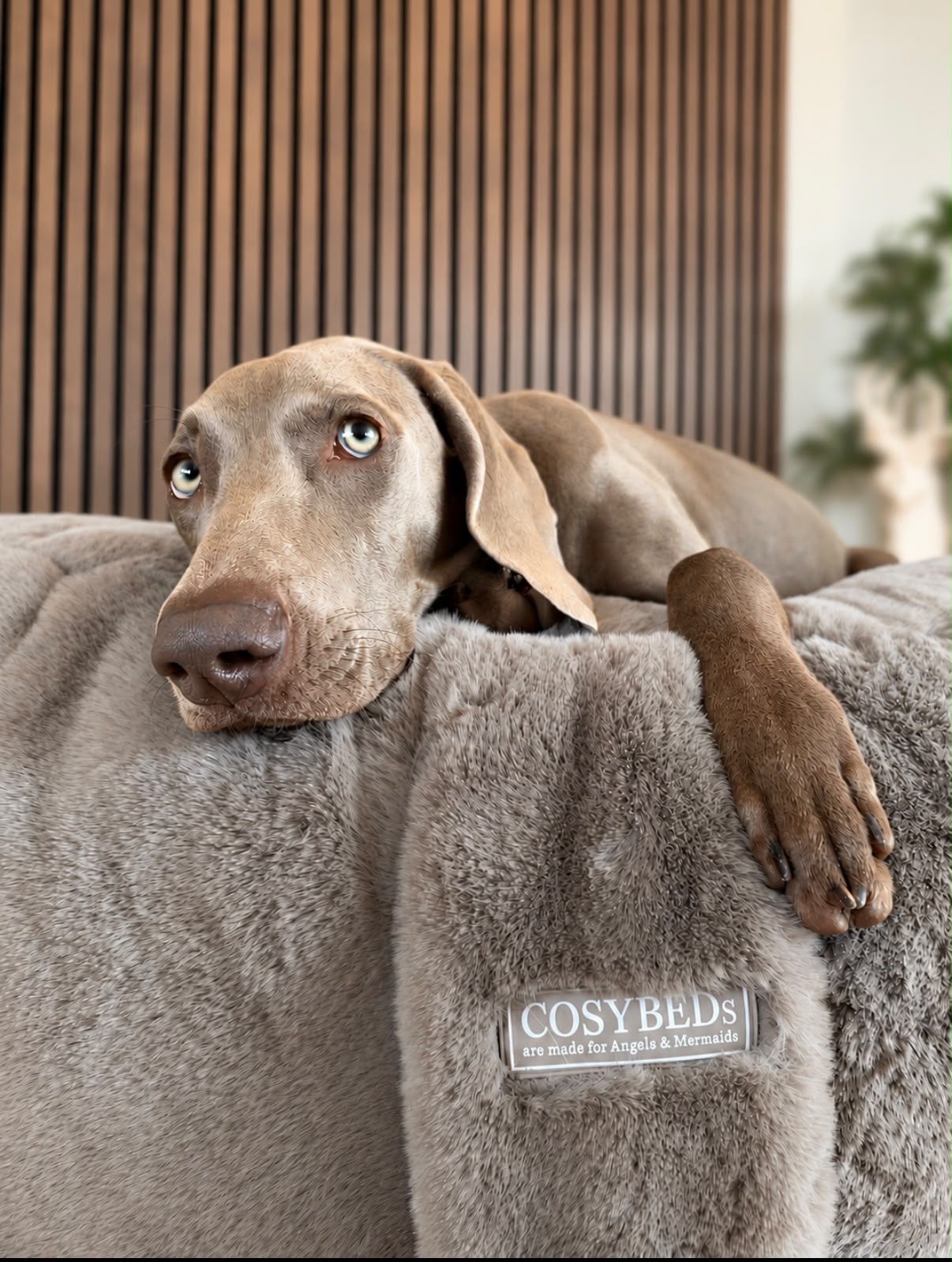 🩶🤎 Mit einem Weimaraner - hat man immer seinen besten Freund an seiner Seite ! 🩶🤎
Seit über einem Jahrzehnt gehören Andreas und Simone Eichhorn mit ihren Weimaranern vom Falkenhaus zur COSYBED-Familie. 🤎
Mit viel Liebe widmen sie sich der Aufzucht ihrer Hunde. @andreas_vomfalkenhaus ist außerdem Hundetrainer – und ihn bei den Spaziergängen mit seinen Weimaranern zu beobachten, ist jedes Mal eine Show! 🐾
Umso schöner, dass unsere COSYBEDs seit so vielen Jahren dazugehören.
Liebe Simone, lieber Andreas, vielen Dank für Eure Treue, Euer Vertrauen und die wunderschönen Fotos! Auf viele weitere gemeinsame COSYBED-Jahre!
#COSYBED #DOGsINN #WeimaranerVomFalkenhaus #Weimaraner #Hundebett
@andreas_vomfalkenhaus