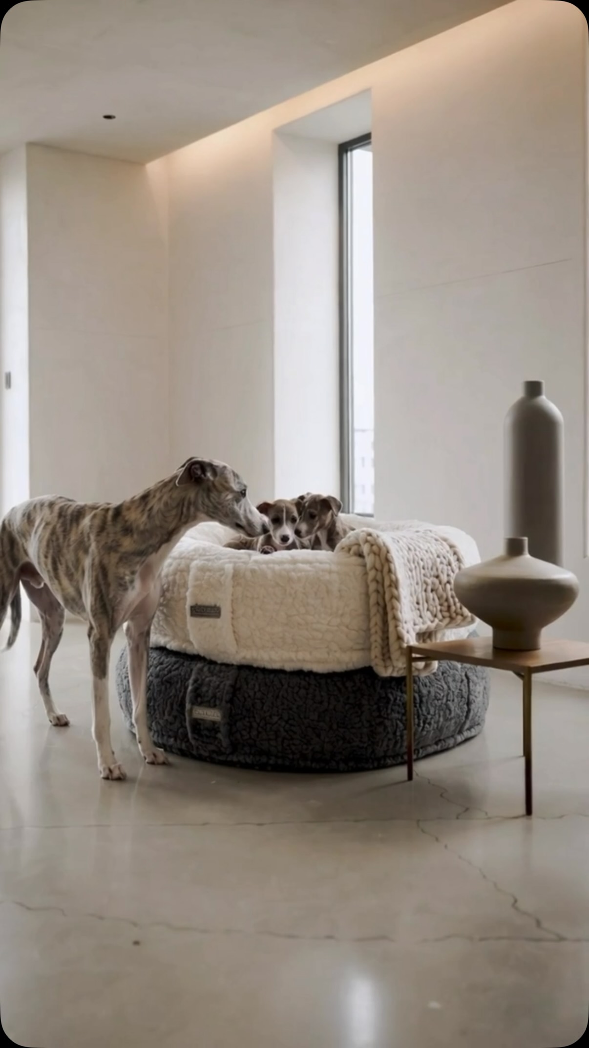 It‘s so Cosy, it‘s a COSYBED. Handmade since 2011 in Germany by DOGs INN.
Fake Fur Sheep • Wollweiss
Fake Fur Sheep • Stein
Die 2 Farben sind bereits in unserem Store und ab sofort in unserem onlineshop bestellbar
#ortopädischeshundebett #hundebett #webpelz #kuschelig #whippet
